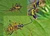 Amblyteles armatorius